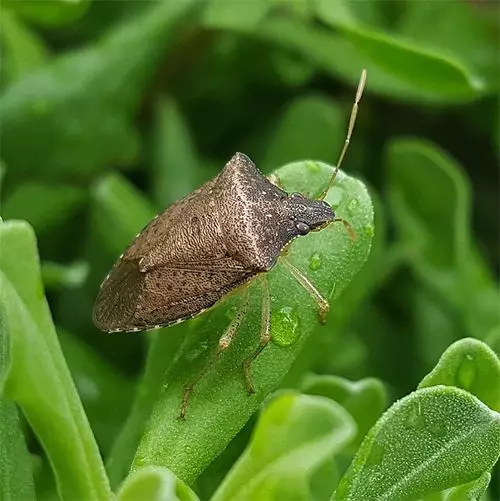 cimice-su-foglia-prevenzione-contro-gli-attacchi