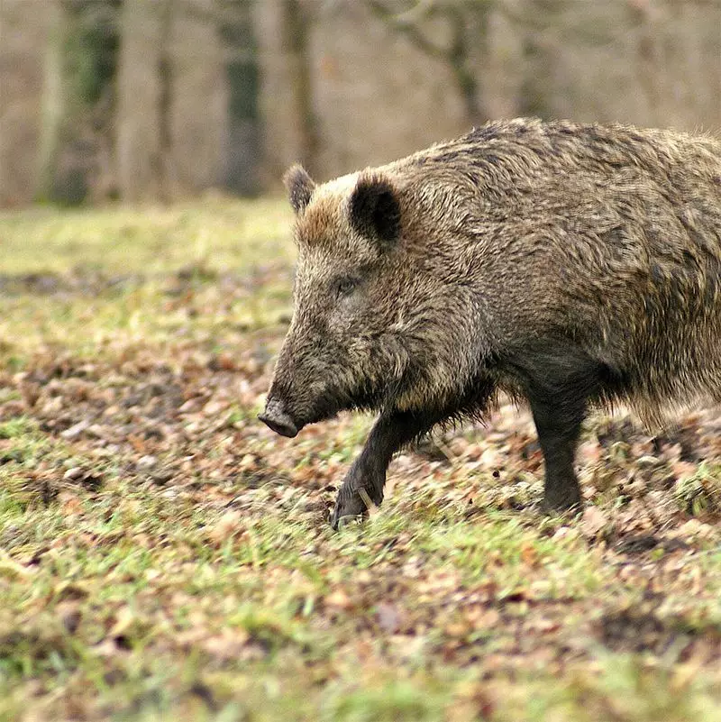 cinghiale-fauna-selvatica