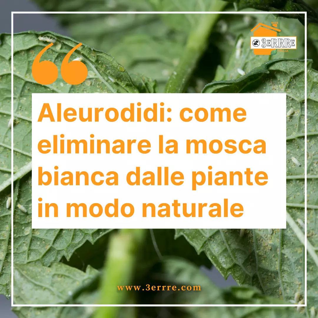 aleurodidi-come-eliminare-mosca-bianca