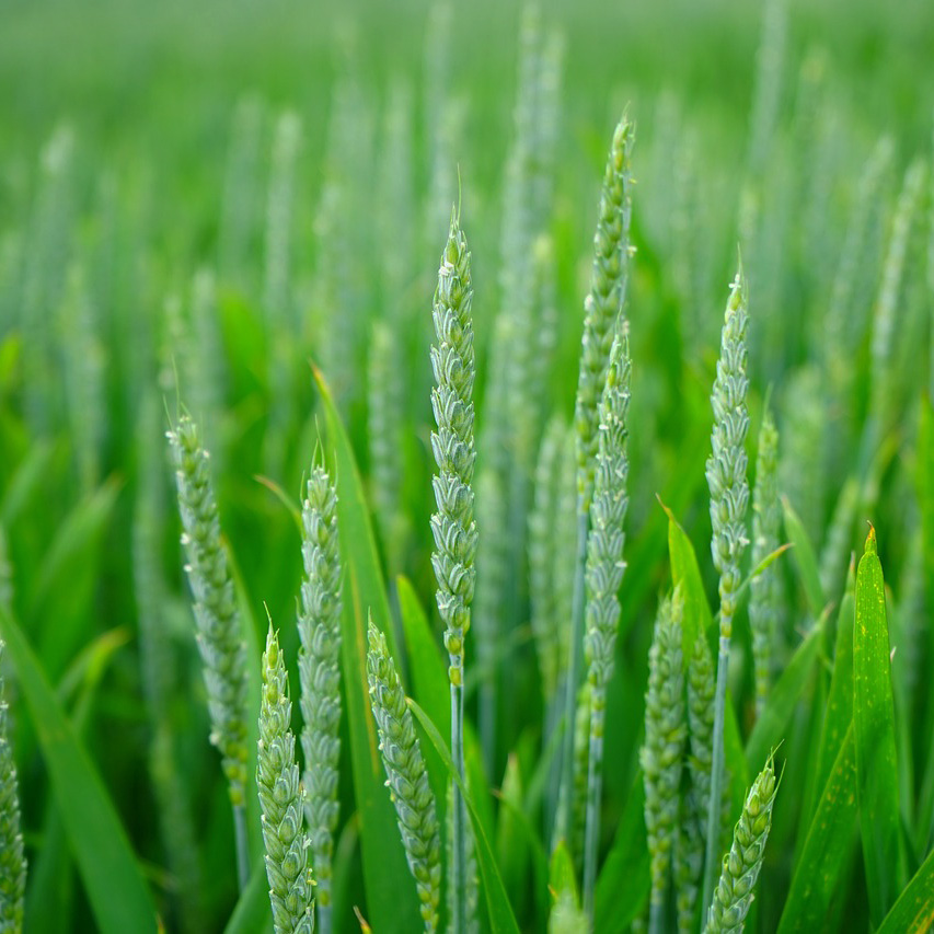 immagine_1_VDP1 flacone 100gr