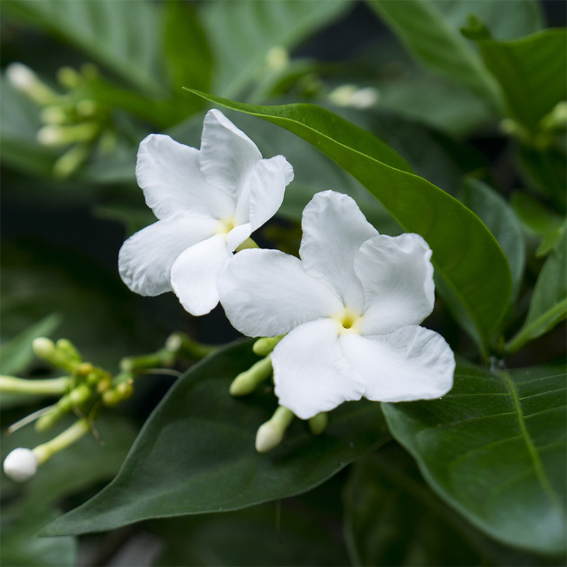 immagine_2_VDP1 flacone 100gr