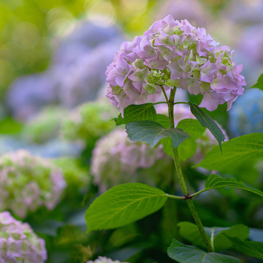 immagine_3_VDP1 flacone 100gr