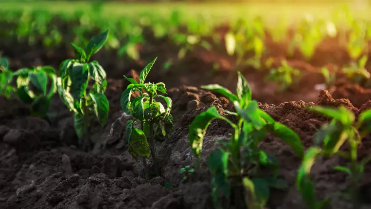 prodotti-per-agricoltura-biologica