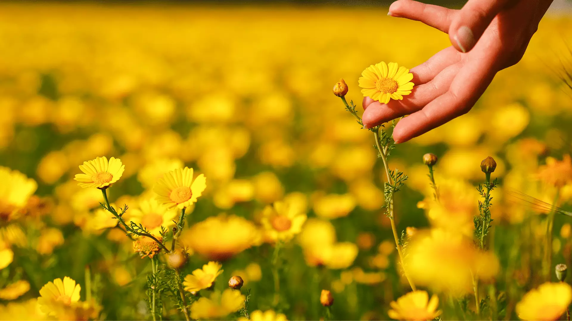 Rivenditori Di Prodotti Per Agricoltura Biologica 3ERRRE